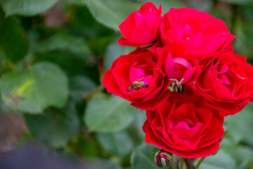 Macro photo for bee on a red rose flower. Honey bee on red rose, bee collects pollen, close up. High quality photo