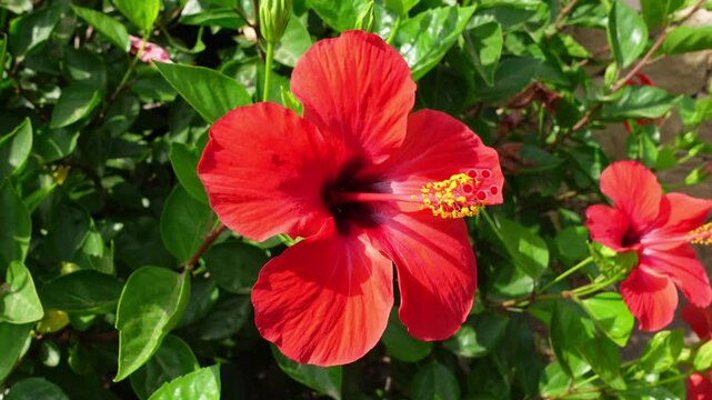 Side view of a vibrant red hibiscus flower with prominent yellow stamen moving, set against green leaves and another blurred flower in the background, showcasing tropical beauty and natural elegance