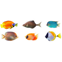 Fototapeta premium A collection of tropical fish isolated on a white background, with vibrant colors