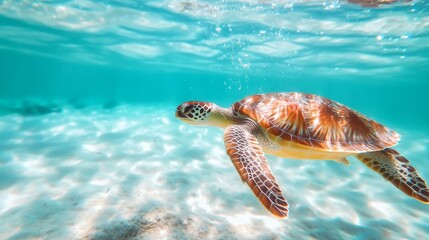Fototapeta premium sea ​​turtle swimming underwater