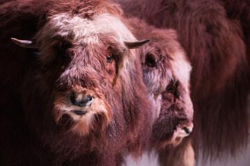 Fototapeta premium Bisonherde Nahaufnahme