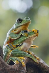 potrait Flying frog on leaves, rhacophorus reinwardtii, 21 September 2024 Indonesia