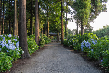 多古町日本寺のあじさい