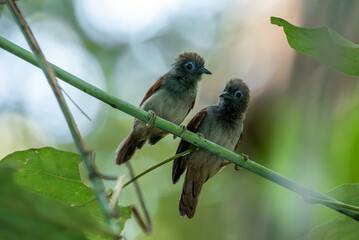 Pair of Chestnut-winged Babblers on a Branch