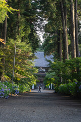 Obraz premium 多古町日本寺のあじさい