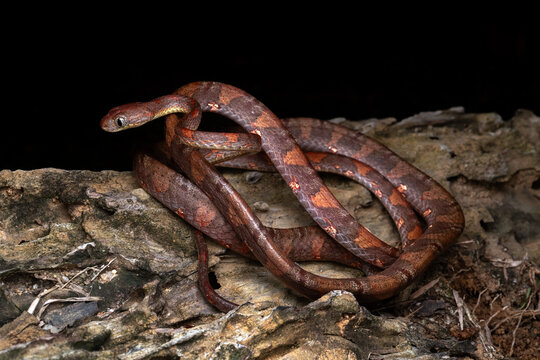 Blunt-headed Tree Snake on Rock