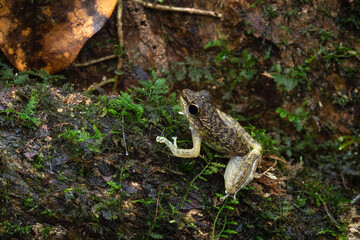 Torrent Frog on Mossy Log