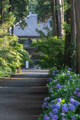 Obraz premium 多古町日本寺のあじさい