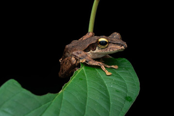 Tree Frog Perched on a Green Leaf