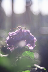 陽に照らされるトンボと紫あじさい