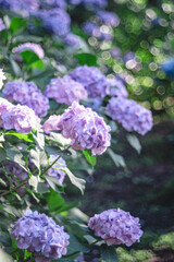 複数の紫あじさい