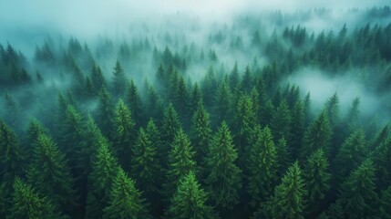 Fototapeta premium misty forest landscape from above dense pine trees shrouded in morning fog aerial perspective moody atmosphere