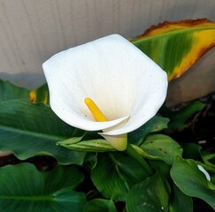 Beautiful Arum Lily