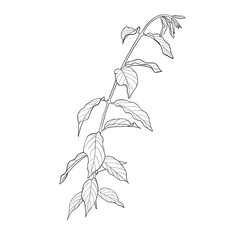 Hand drawn greenery botanical  line art