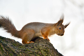 adventure climbing high wire park - people on course in mountain helmet and safety equipment. High quality photo. High quality photo