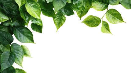 Green leaves border design showcasing nature's beauty in a fresh and vibrant illustration