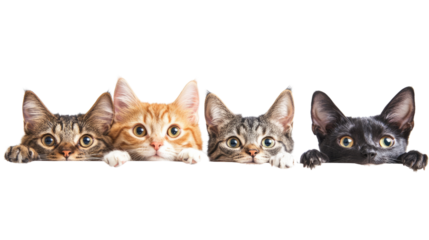 A cute group of kittens sitting together on a white background, showcasing their adorable fur and playful nature