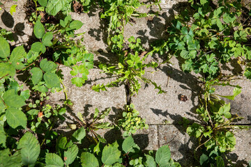 Weeds Growing Between Cobblestones in Outdoor Path – Perfect for Weed Killer or Landscaping Needs