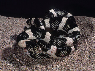 Wildlife macro in Taiwan snake isolated on background