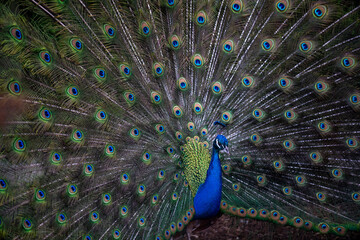 Obraz premium high resolution image of peacock with feathers out