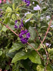 Purple flowers on a branch.