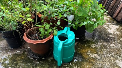 Watering can in little garden.