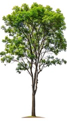Big tree isolated on white background