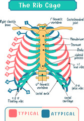 Human Rib cage labeled vector diagram, Human Rib cage anatomy