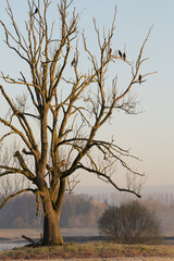 a tree with cormorants in golden light