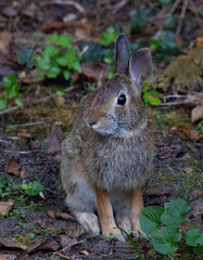 Eastern cottontail rabbit sitting in a summer forest.
