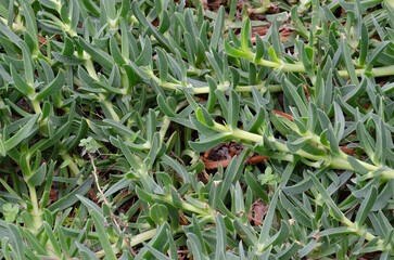 Carpobrotus edulis - Mediterranean plant, called Hottentot fig