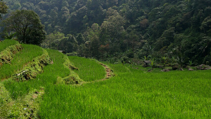 A valley of fresh green rice fields with a backdrop of a fertile tropical forest, showcasing an...