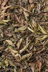 pile of air drying fresh curry leaves to preserve and store for long term use, taken in full frame background, aromatic and flavoring herb used in curries and soups