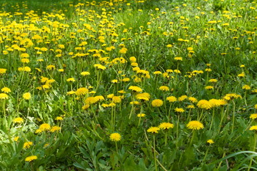 yellow dandelions on grass