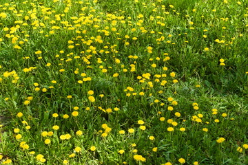 yellow dandelions on grass