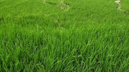 Fototapeta premium A view of the rice fields with lush and green rice plants, reflecting the fertility of the soil and good care.