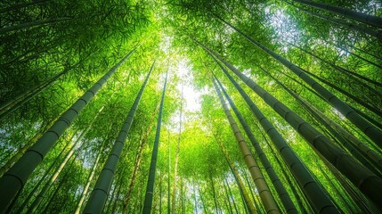 A bamboo forest with tall, slender stalks reaching towards the sky, creating a serene and peaceful atmosphere