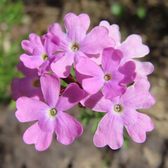 日本で秋にバーベナがピンク色の花を咲かせています