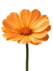 Bright orange flower with delicate petals and slender stem, radiating beauty