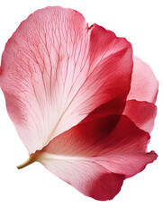 Delicate pink flower petal with intricate veining and soft hues