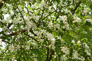 White apple blossoms