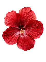 Vibrant red hibiscus flower with intricate petals and details