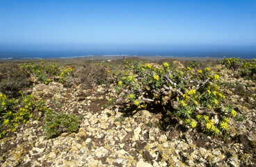 Euphorbia dendroides, Euphorbe, Parc national du volcan Timanfaya, Ile de Lanzarote, Iles Canaries,...