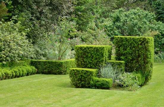 if taill&eacute;, taxus baccata, pelouse, Les jardins de S&eacute;ricourt, Jardin remarquable, &eacute; S&eacute;ricourt, R&eacute;gion Nord Pas de Calais, 62, Pas de Calais, France
