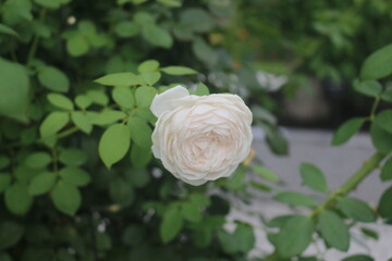 薔薇（クリスティアーナ）