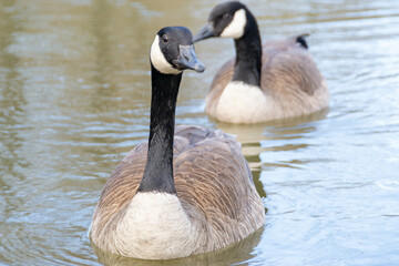 Canadian geese, Branta canadensis on the lake. Wild geese swim in the Park,Close-up of a Canada goose Branta canadensis, foraging in a green meadow