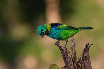 Green-headed Tanager or Saíra-Sete-Cores bird of the Atlantic Forest - South East Brazil - South America (Tangara seledon)