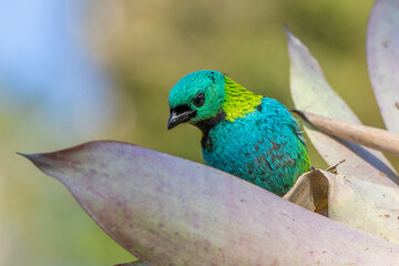 Green-headed Tanager or Saíra-Sete-Cores bird of the Atlantic Forest - South East Brazil - South America (Tangara seledon)