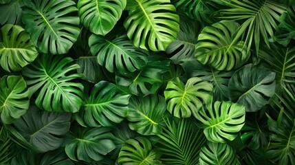 Lush green tropical leaves, perfect for a natural backdrop.