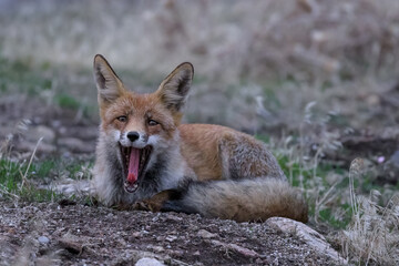 Un zorro en la montaña